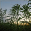 weed seeds luxe