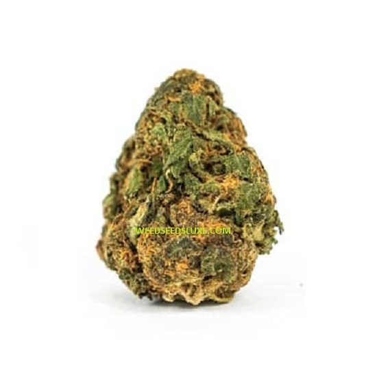 CBD ORANGE BUD WEED SEEDS LUXE