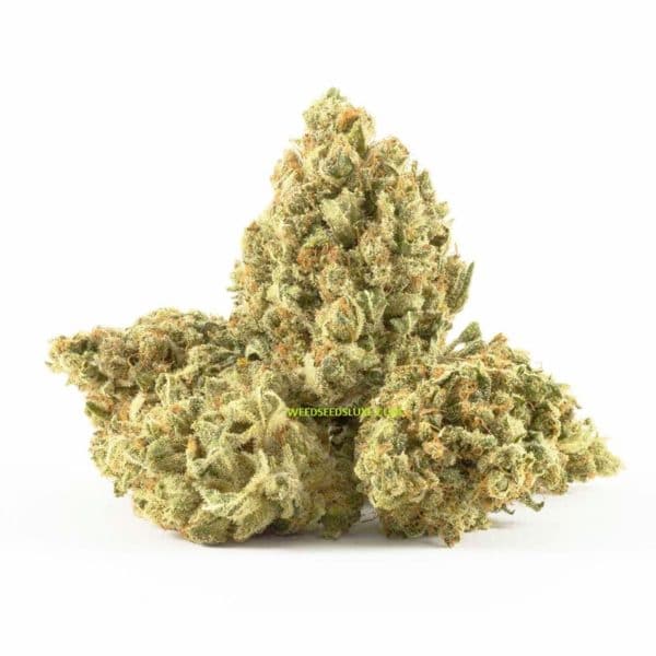 CBD SUPER SILVER HAZE weed seeds luxe