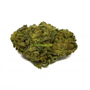 CBD GELATO WEED SEEDS LUXE