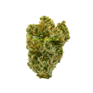 CBD LIMON HAZE WEED SEEDS LUXE