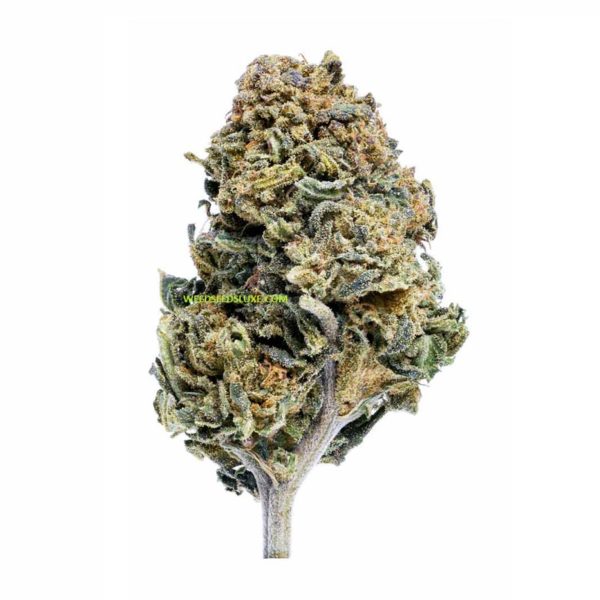 WEED CBD CANNATONIC WEED SEEDS LUXE