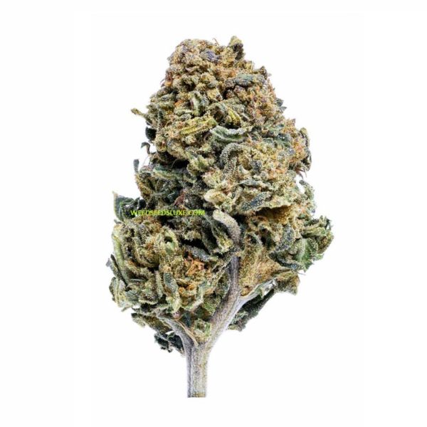 WEED CBD CANNATONIC WEED SEEDS LUXE