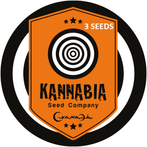 Graine de cannabis Kannabia X3