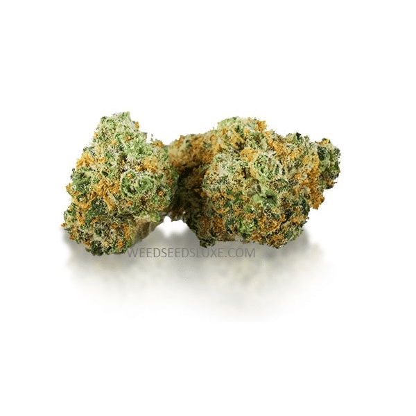 CBD Chocolope kush GREENHOUSE