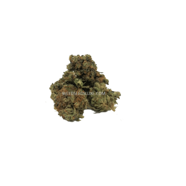 cheese-cake-greenhouse-cbd-