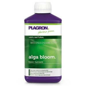 alga bloom