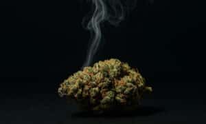 article wsl decembre 2025